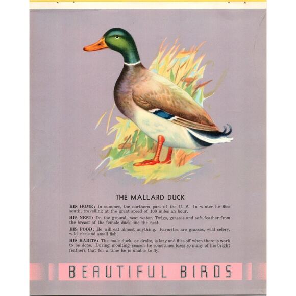 Vintage Other - Vintage Art Print Beautiful Birds Series The Mallard Duck 1940s Unframed